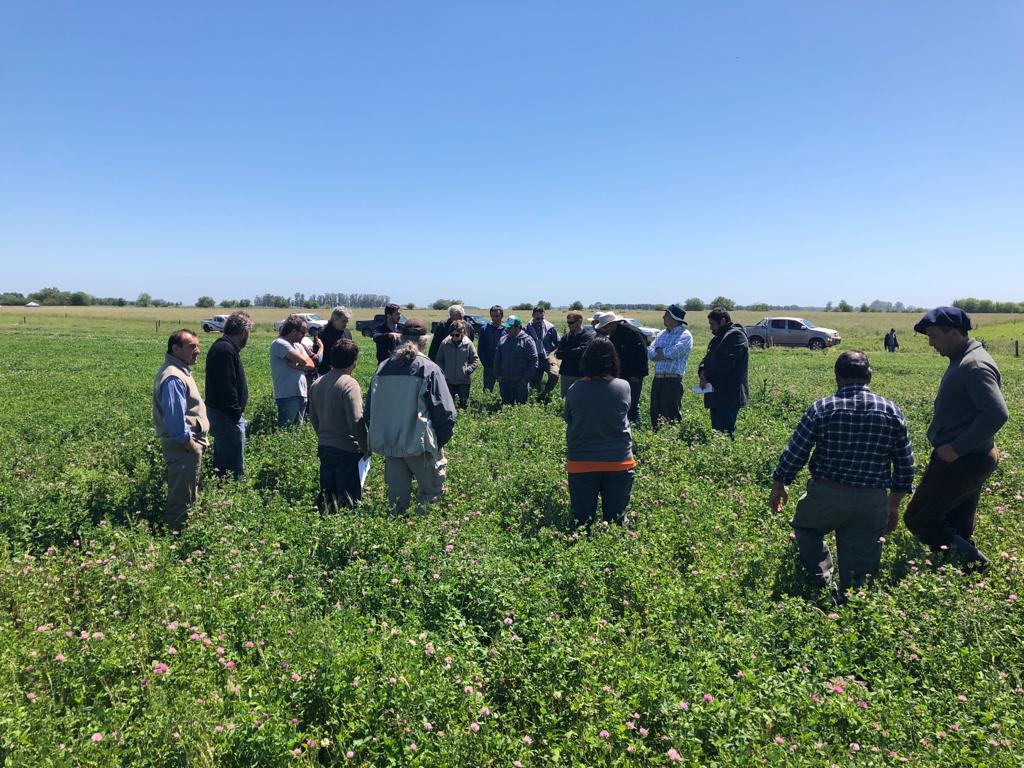 Manejo de plagas y enfermedades en planteos agroecológicos en cereales